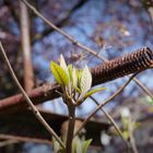 Natur kommt zurück