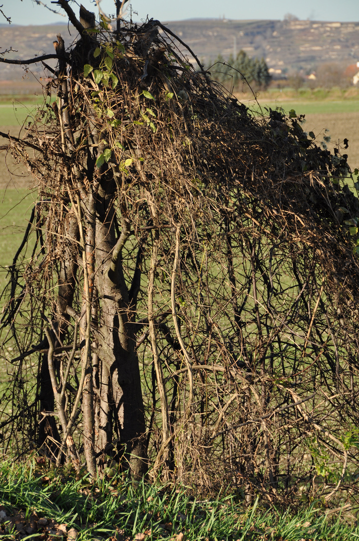 Natur, Kreativ