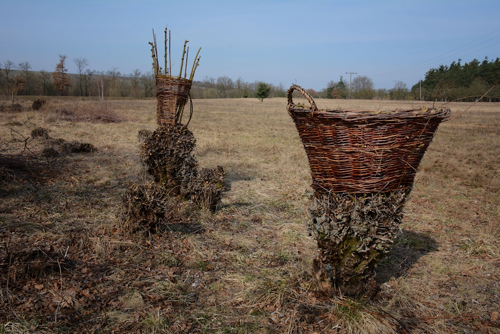 Natur - Kunst...