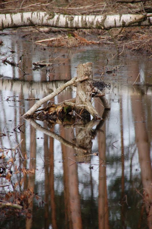 Natur-Kunst