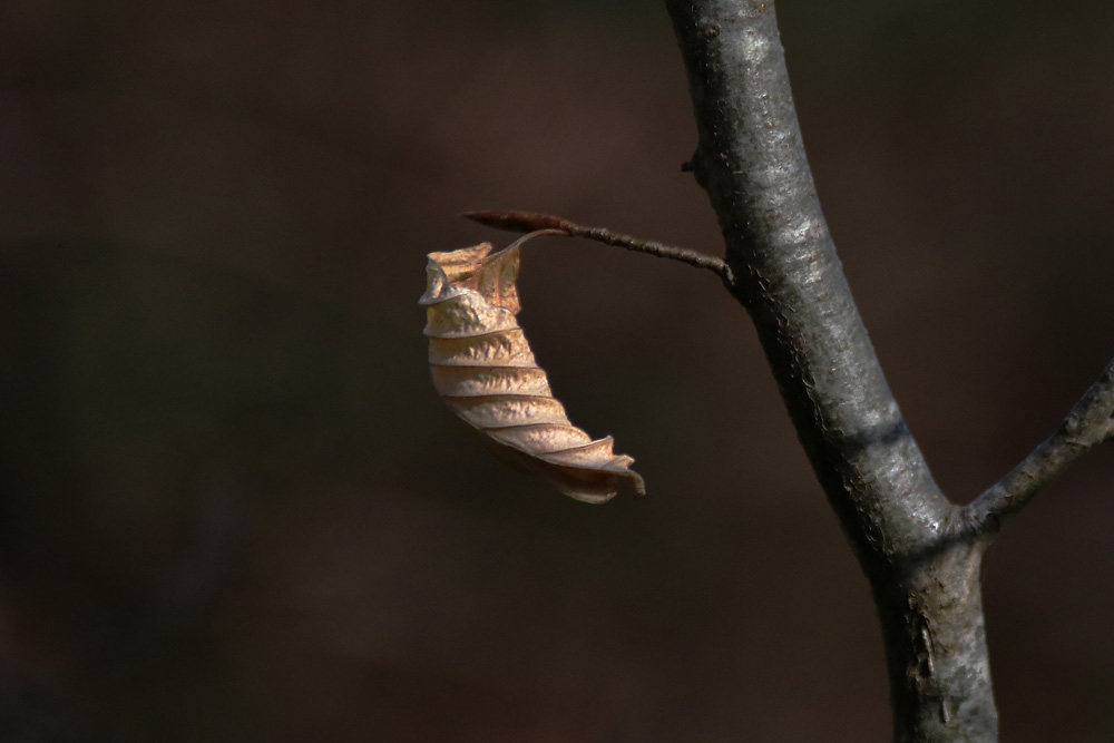 Natur-Kunst