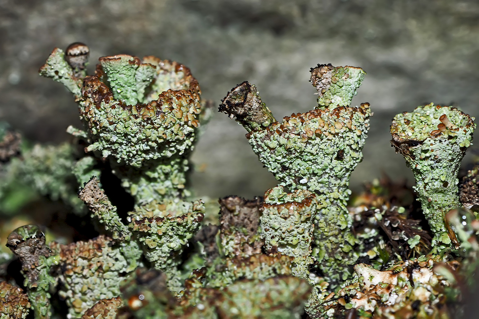 Natur-Kunst vom Wald: Flechte aus der Cladonia pyxidata-Gruppe. * - Un lichen trouvé dans la forêt! 