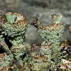 Natur-Kunst vom Wald: Flechte aus der Cladonia pyxidata-Gruppe. * - Un lichen trouvé dans la forêt! 