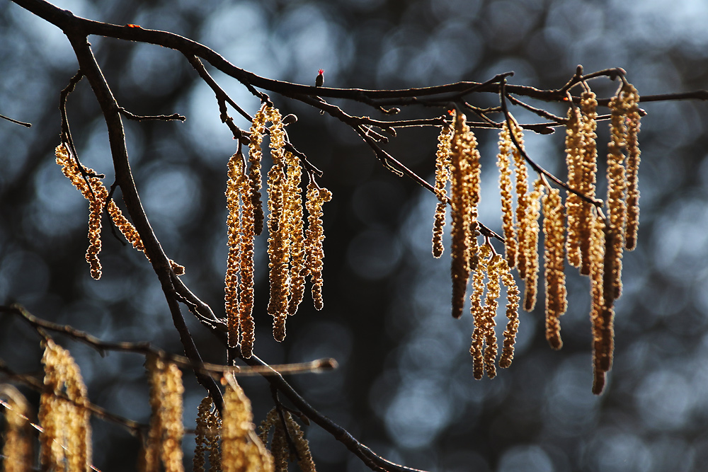 "Natur-Lametta"