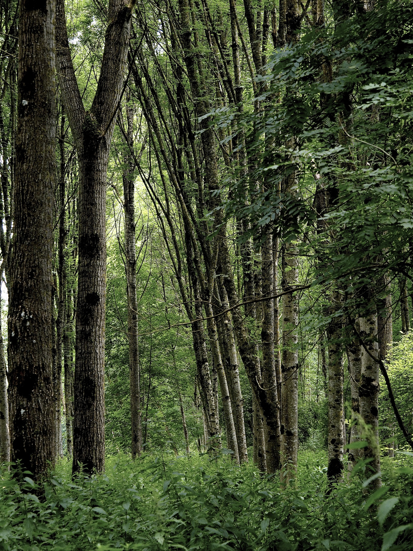 Natur Laufental