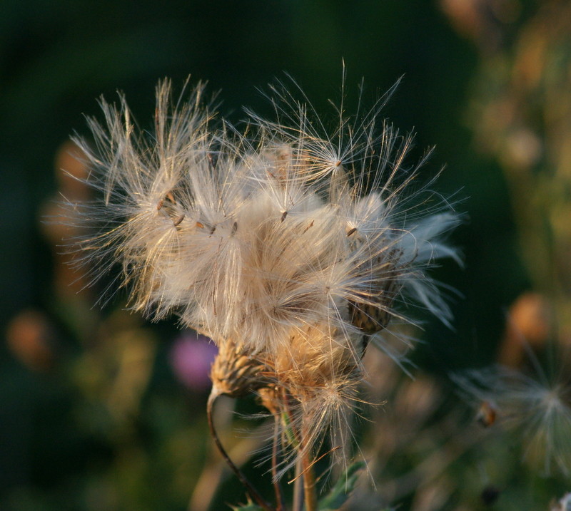 Natur leicht