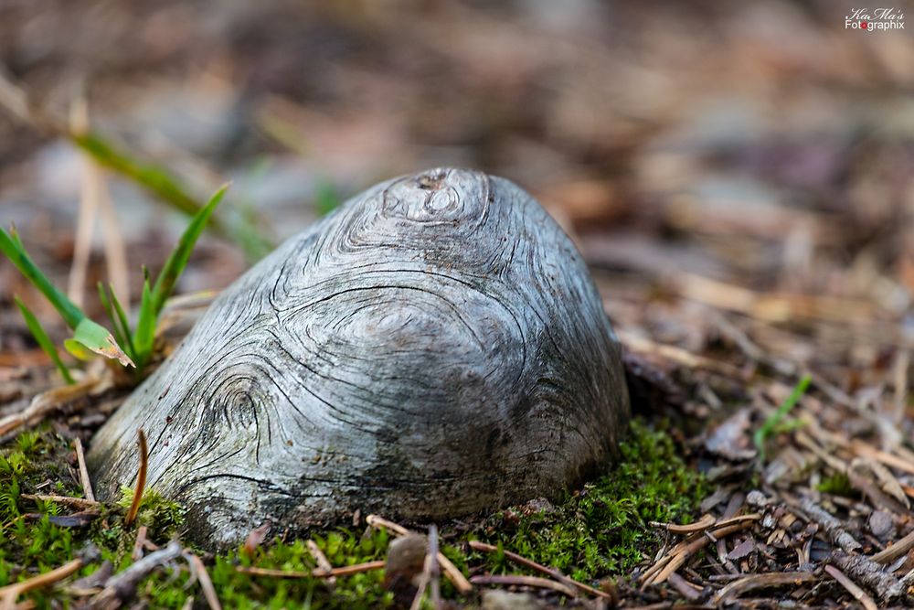 Natur-Liebe