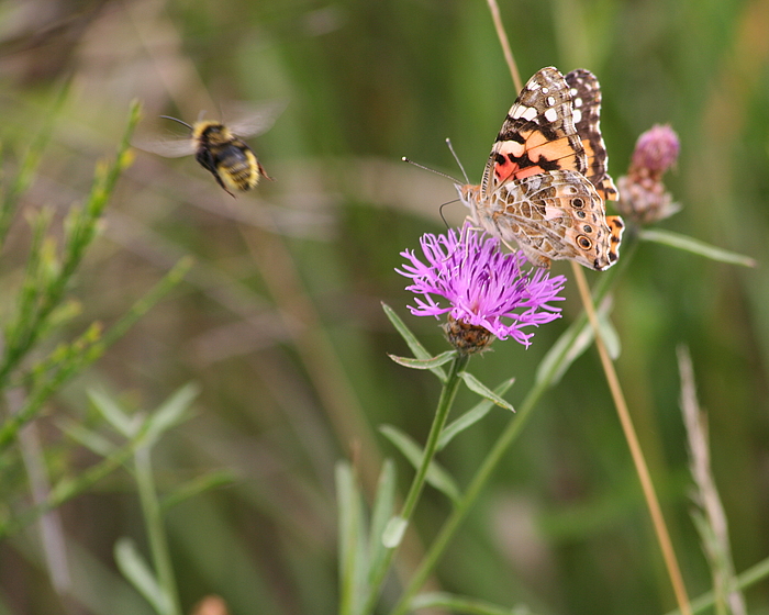 Natur live...**Warum fliegst Du denn weg?**