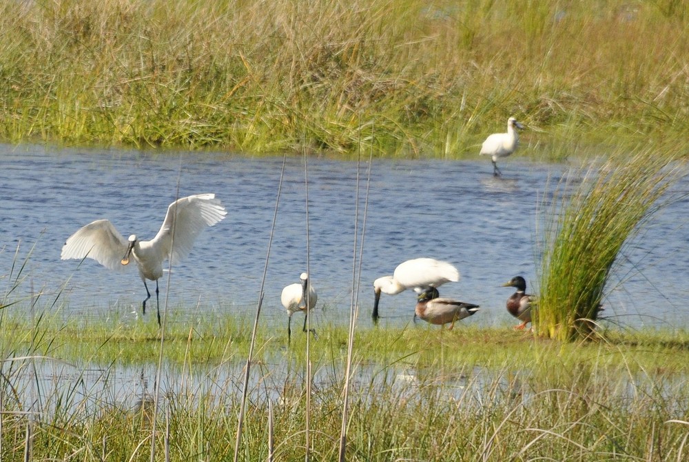 Natur Löffler