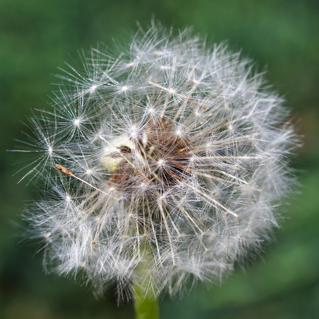 Natur - Löwenzahn