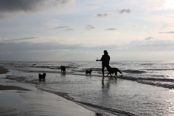 Natur Mensch und Hund.