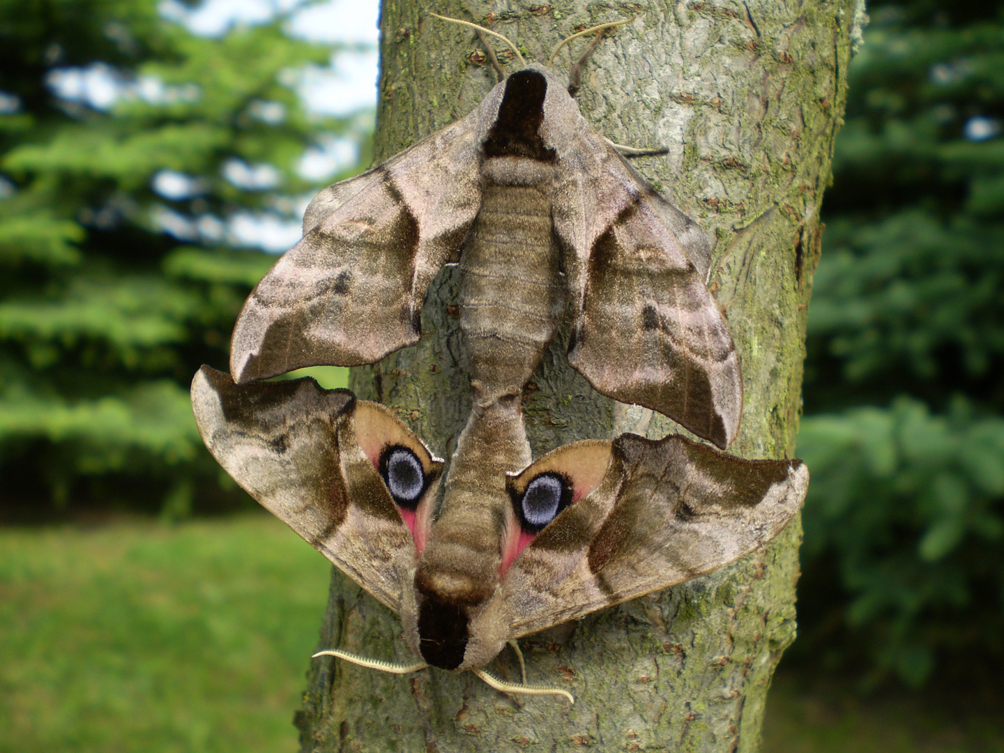 Natur mit acht Flügeln