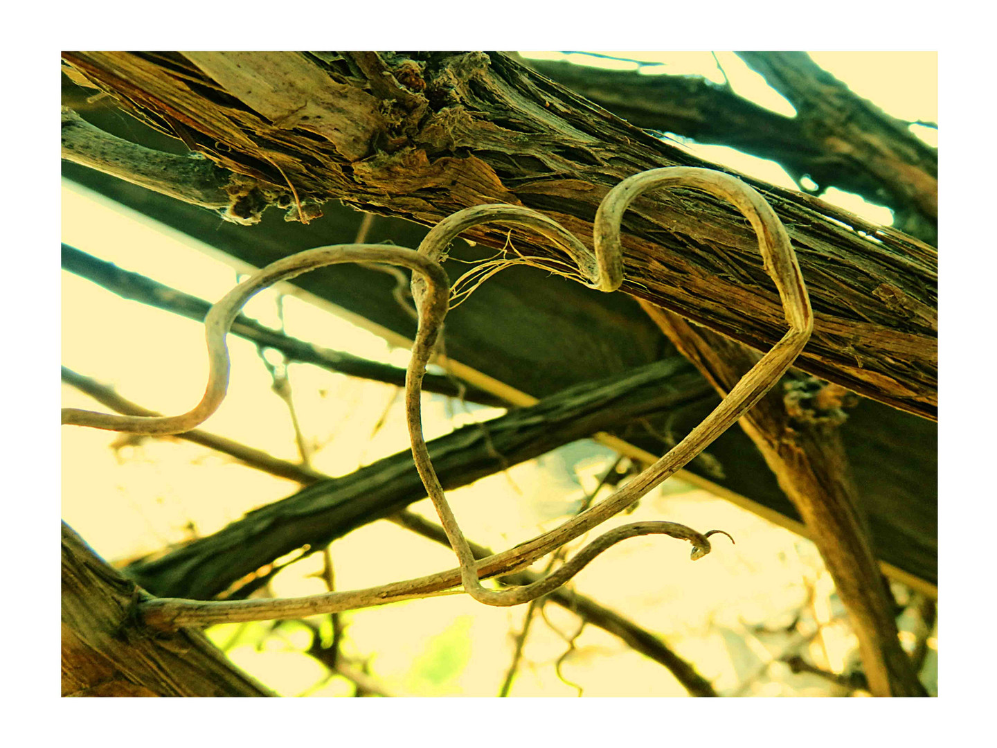 Natur mit Herz Foto & Bild natur, pflanzen, anbau Bilder auf