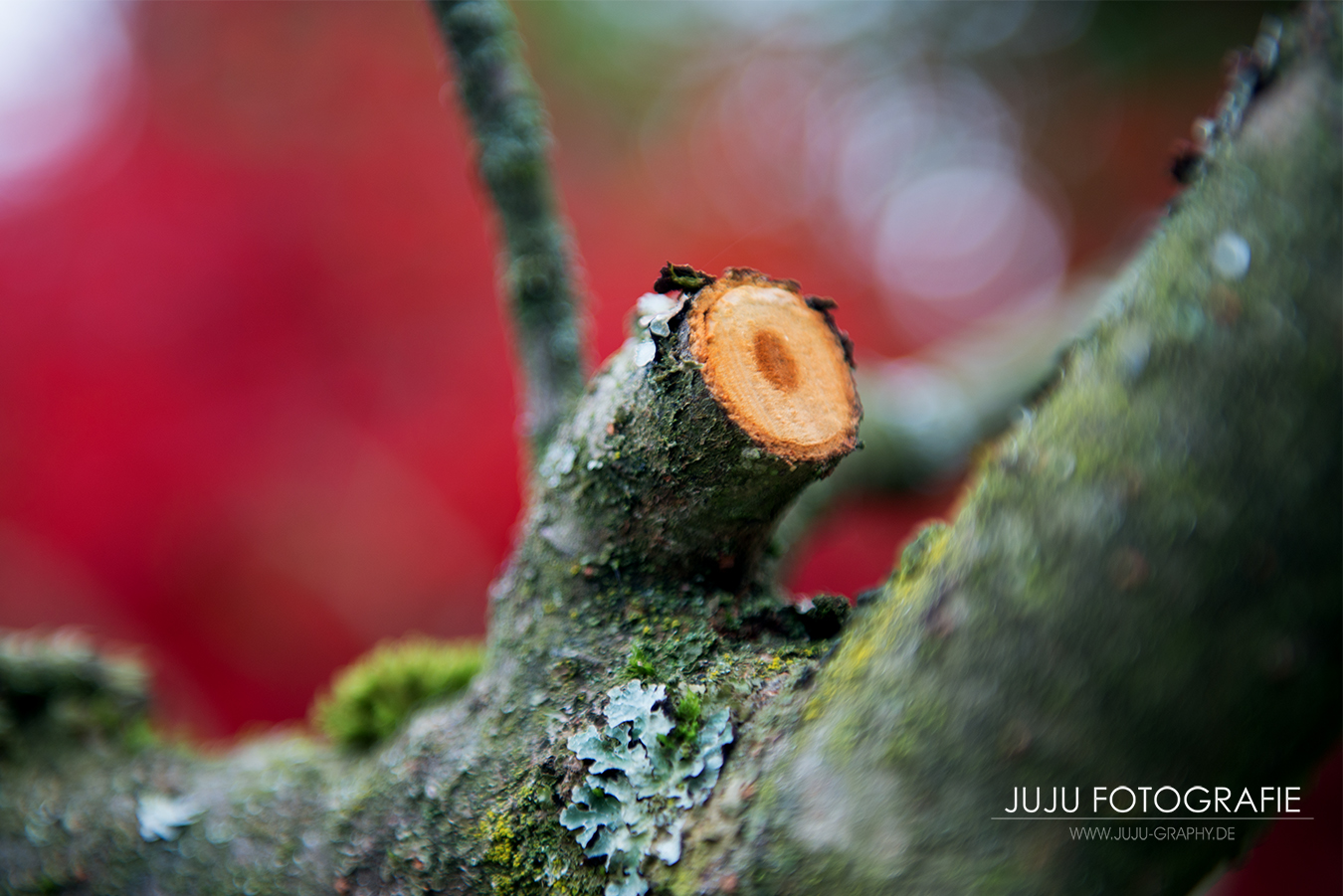 Natur mit "ROT"