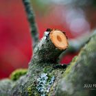 Natur mit "ROT"