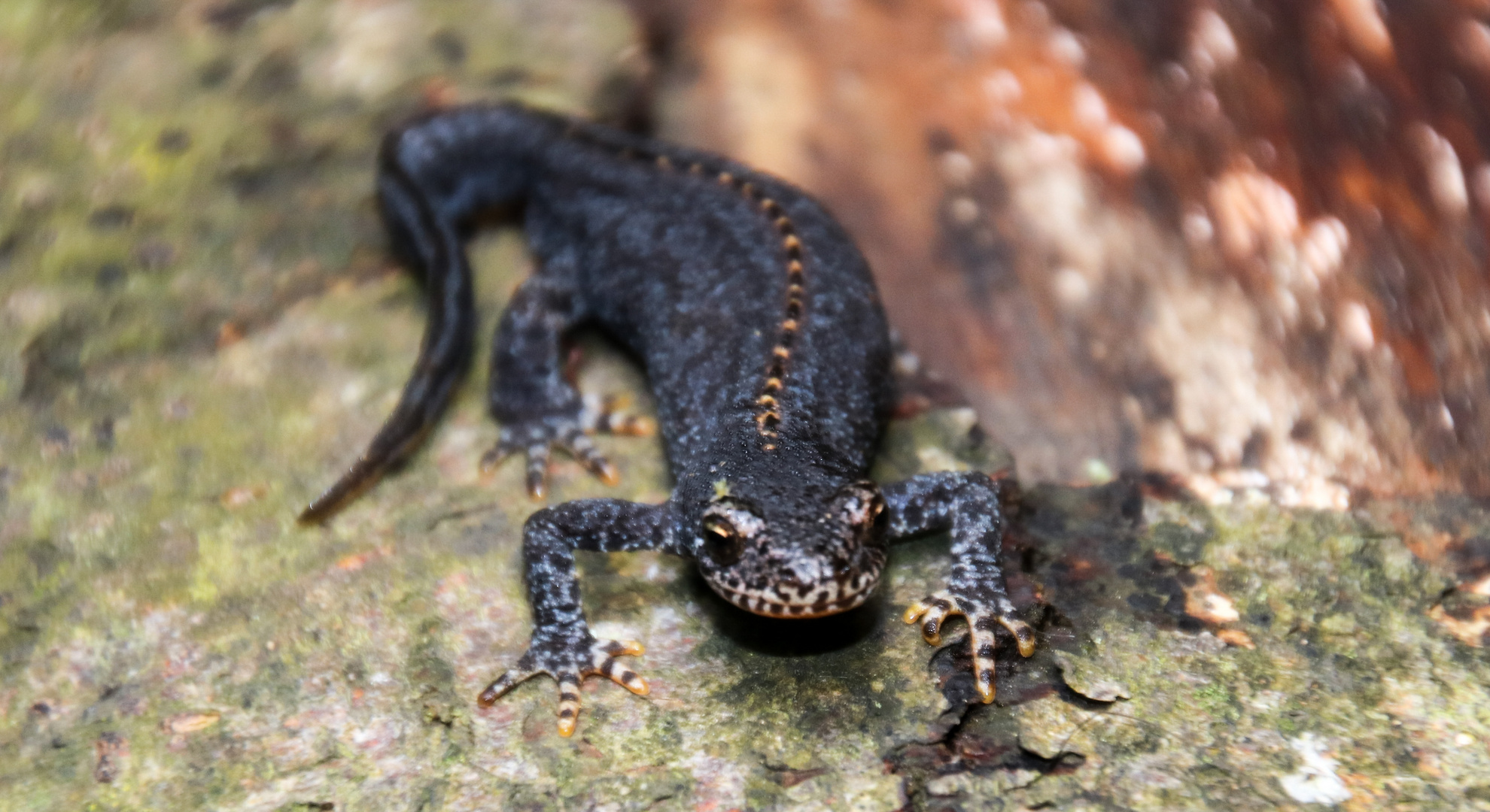 Natur Molch TIPP Fotoausstellung bei Stgt