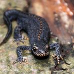 Natur Molch TIPP Fotoausstellung bei Stgt