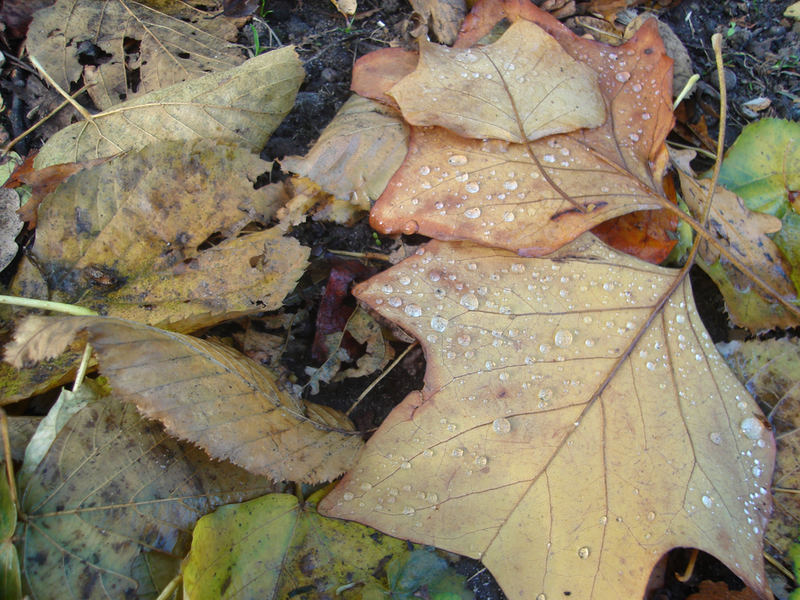 Natur - Natürlich