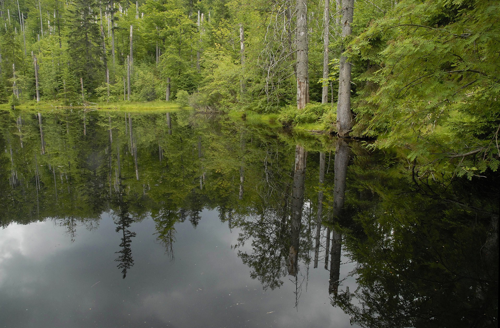 Natur Natur sein lassen - Wie ein Urwald entsteht