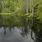 Natur Natur sein lassen - Wie ein Urwald entsteht