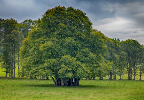 Natur oder von Menschen gemacht?