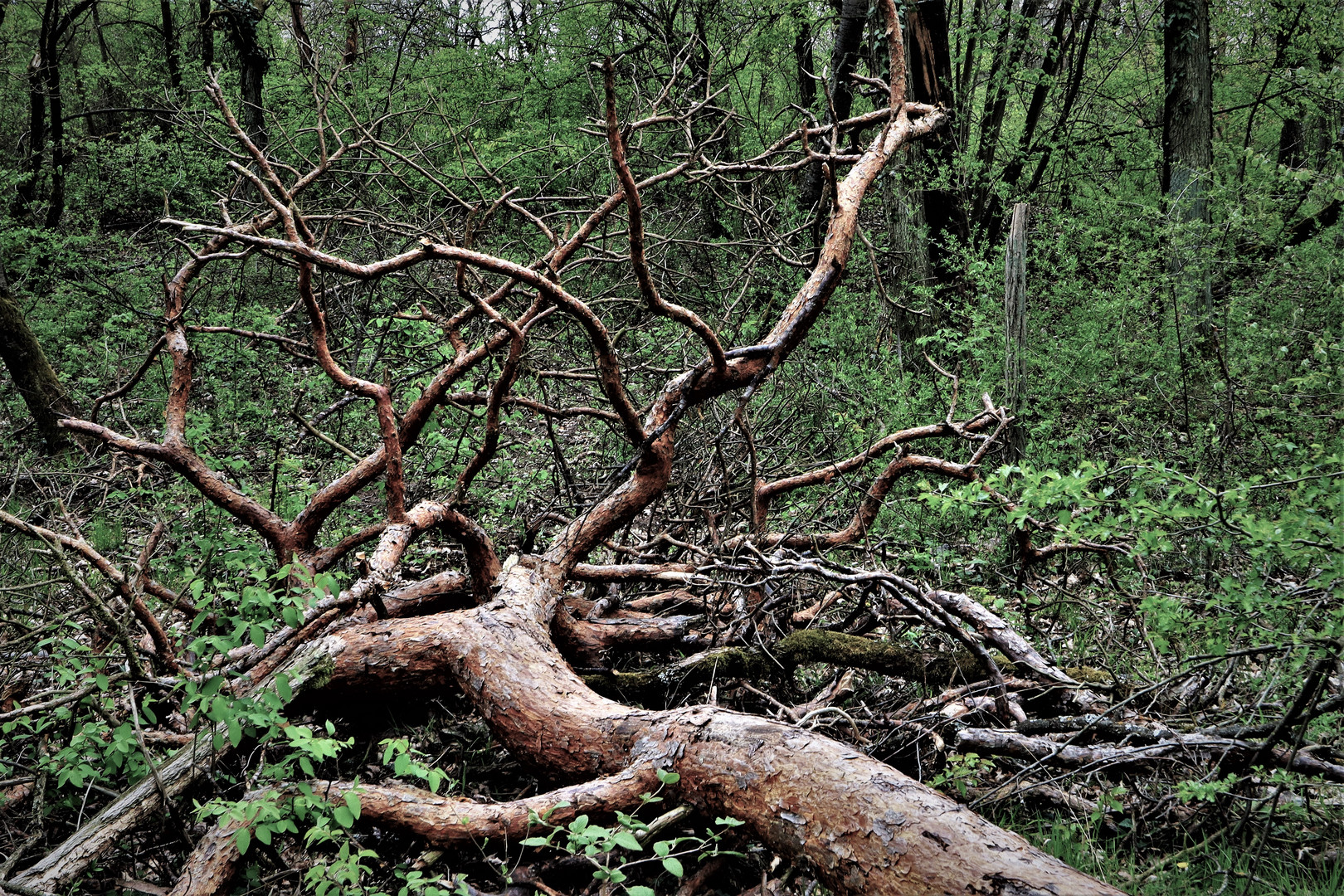 Natur oder Waldsterben