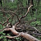 Natur oder Waldsterben