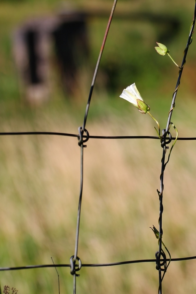 Natur ohne Grenzen