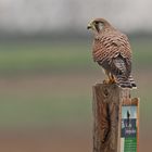 Natur op Limburgse akkers