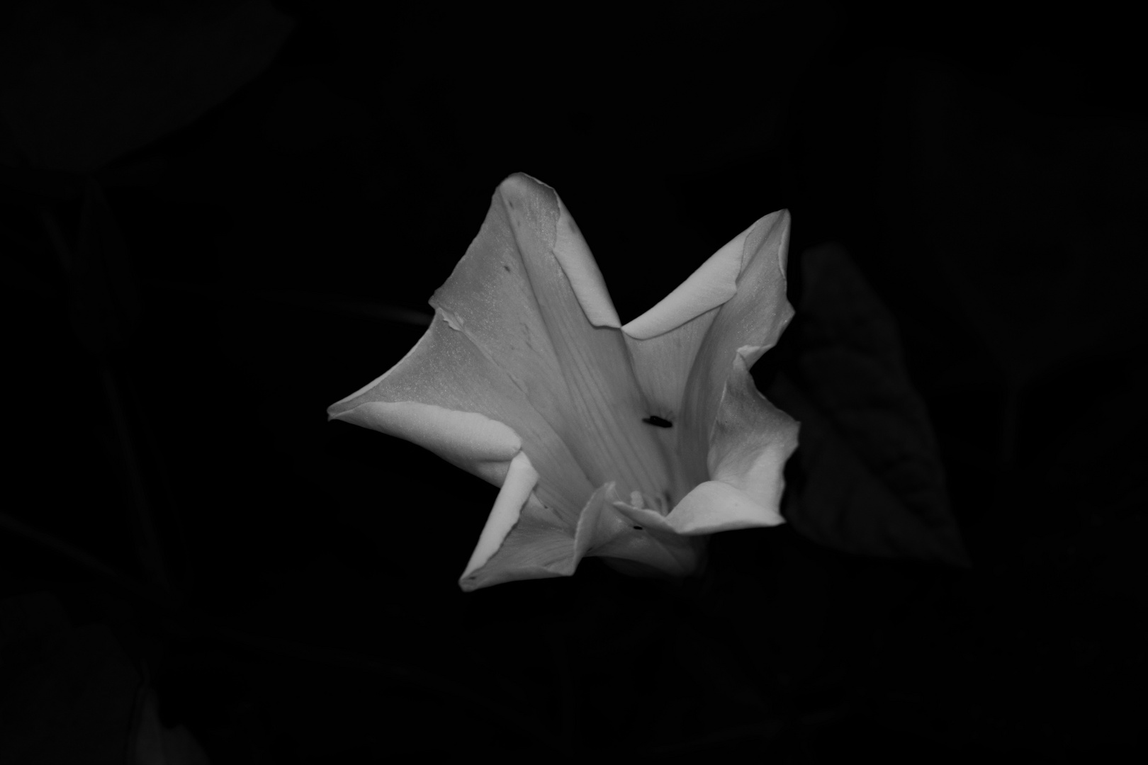Natur-Origami