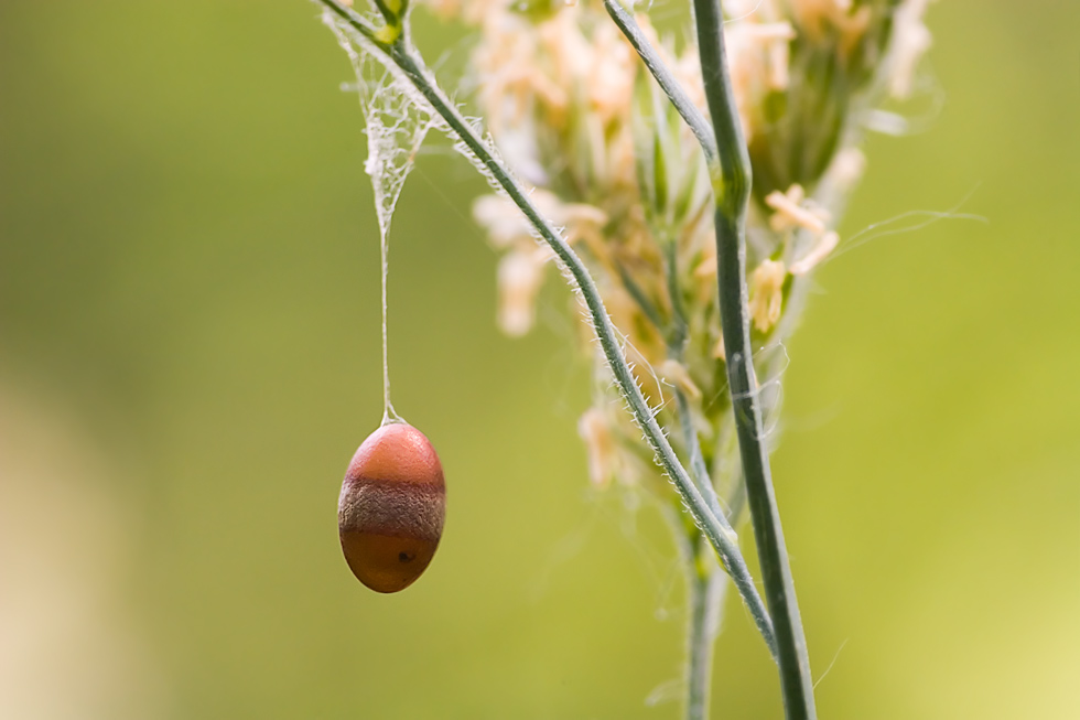 Natur-Osterei