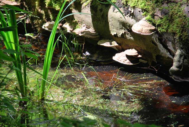 Natur Ostsee