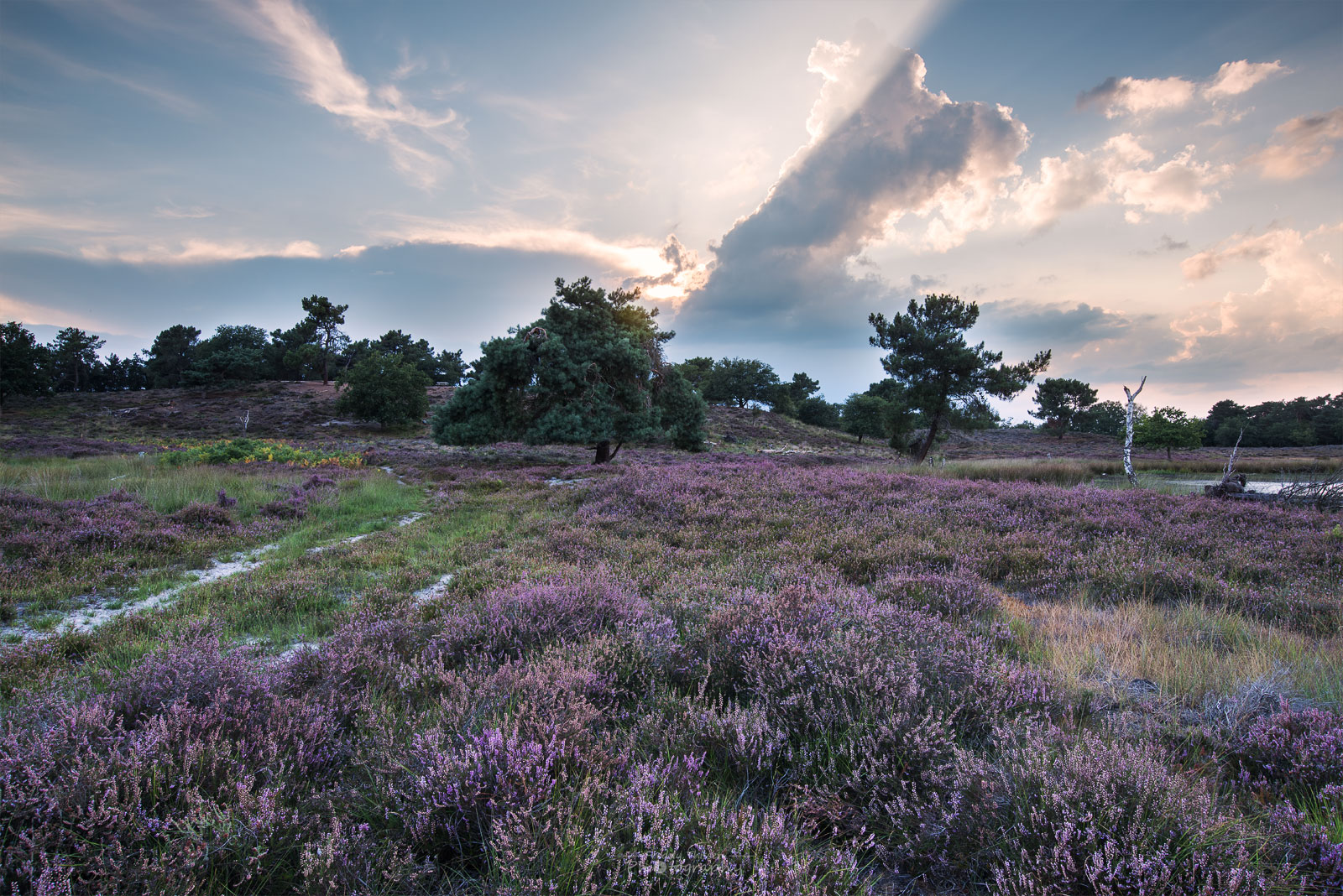 Natur Park, Het Quin