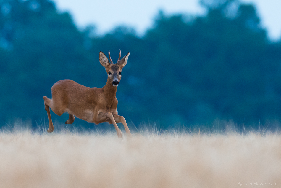 Natur Pur