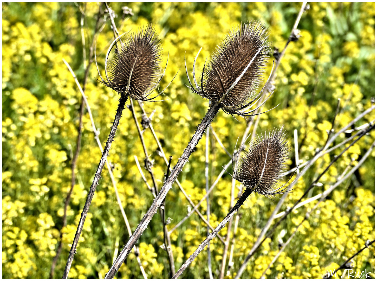 Natur pur !