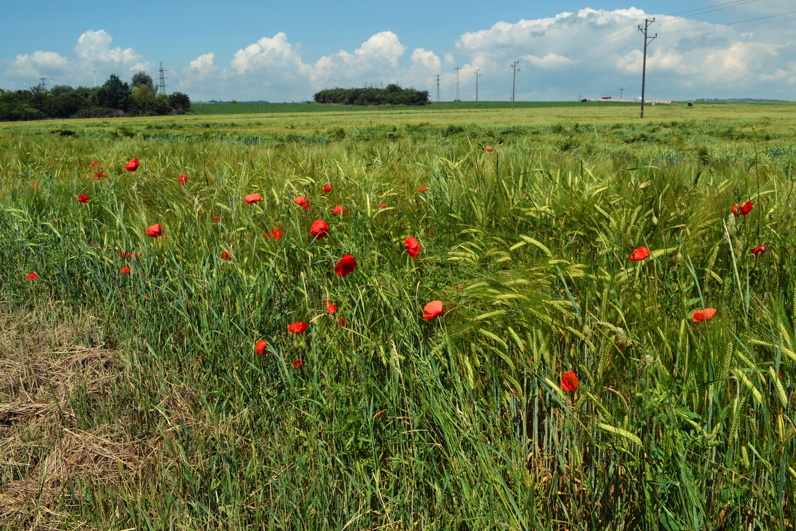 Natur pur 