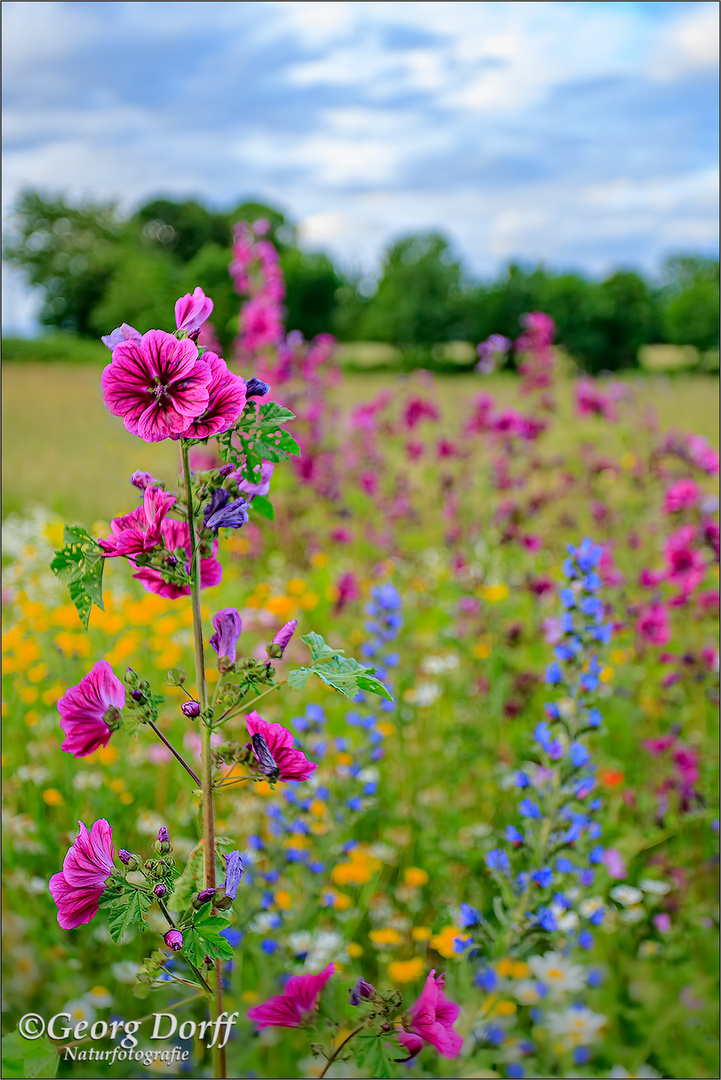 ~ Natur pur ~