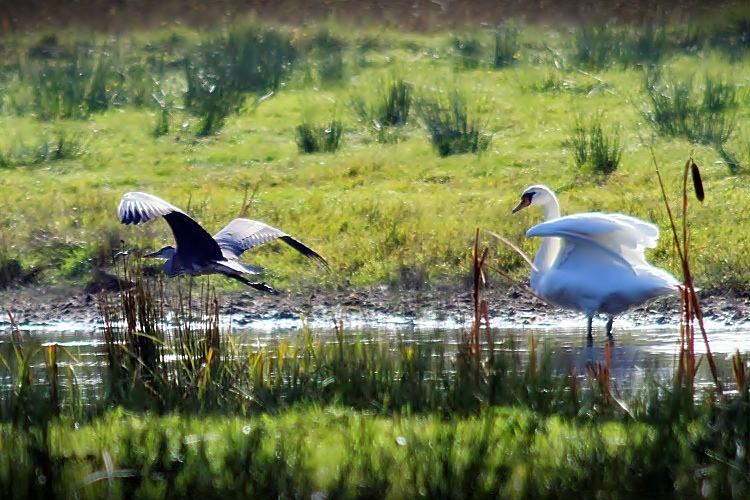 Natur pur