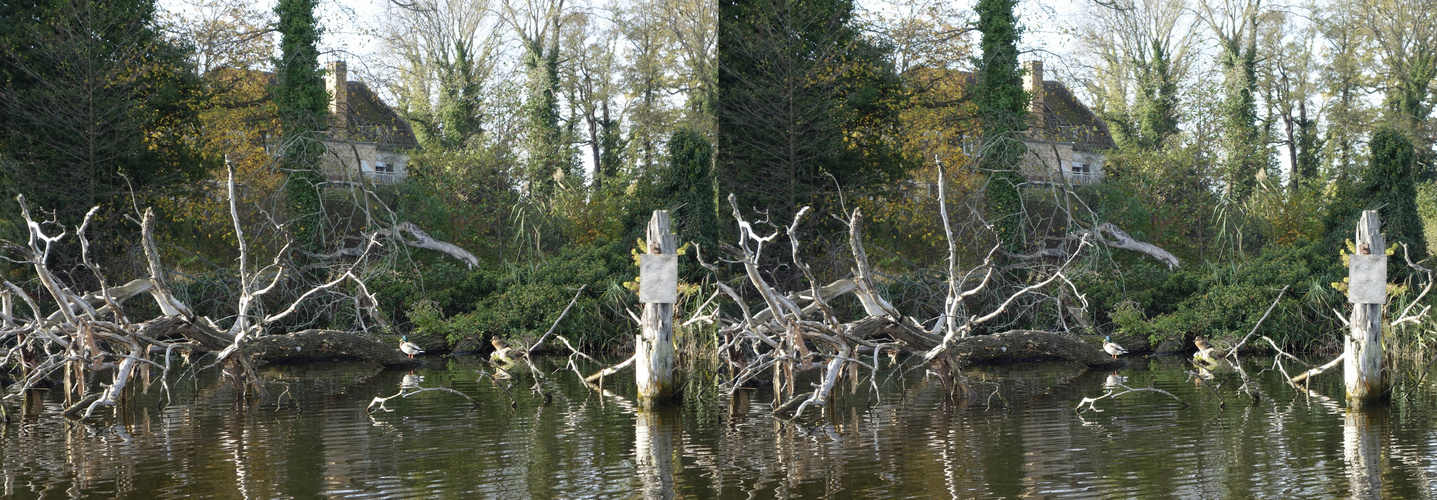 Natur pur (3D X-view  stereo )