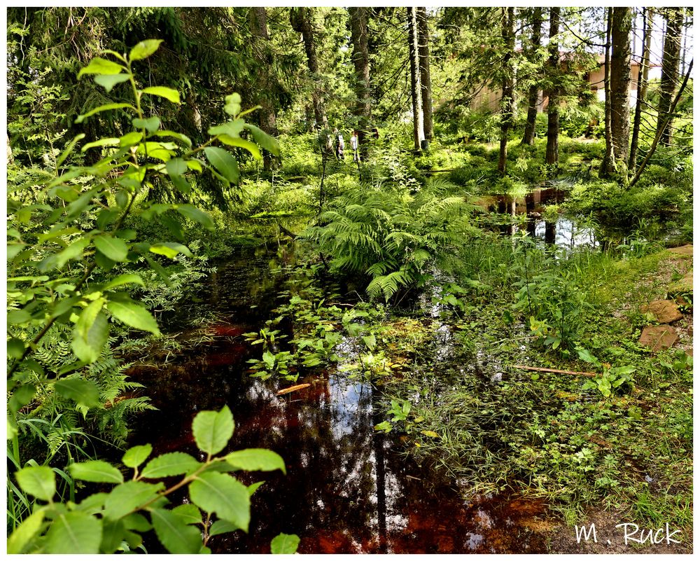 Natur Pur ! Foto &amp; Bild | natur-kreativ, wasser, bäume Bilder auf ...