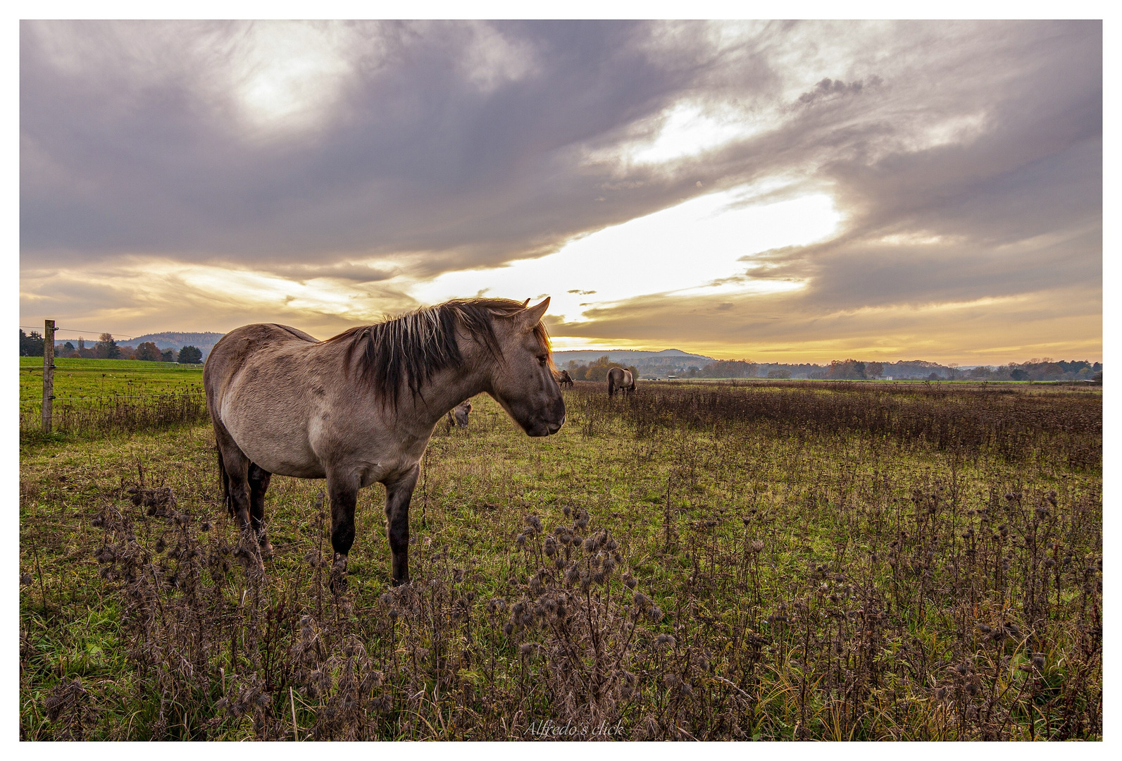 Natur Pur