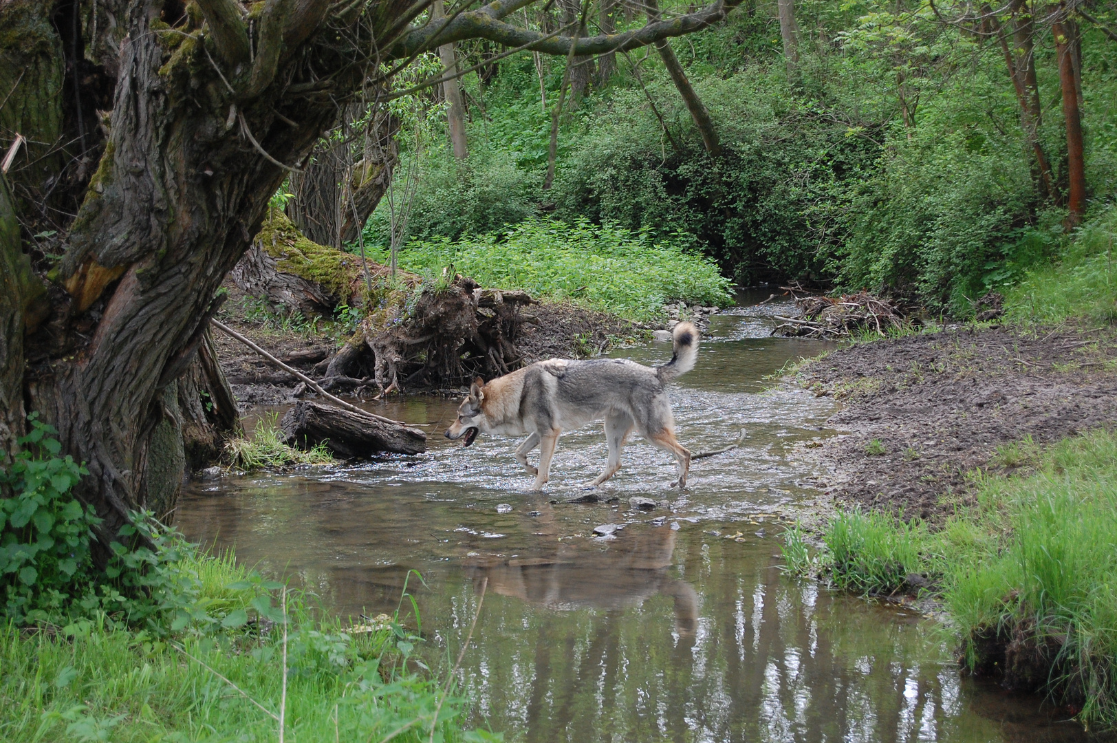 Natur pur :-)