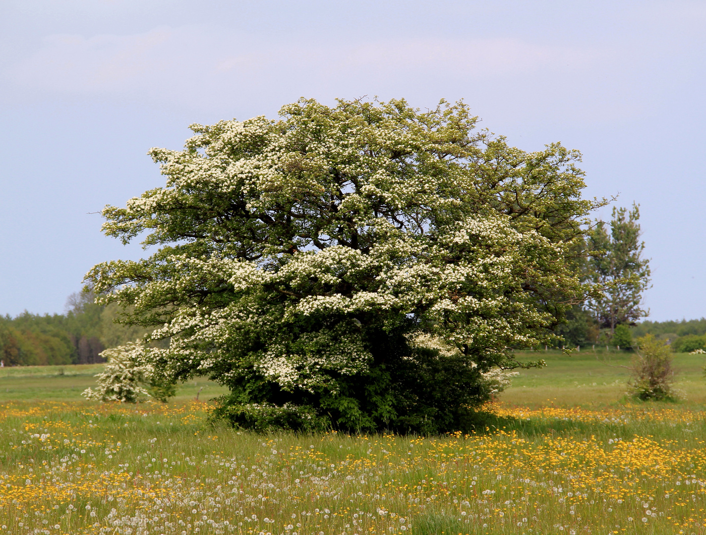 Natur Pur ***