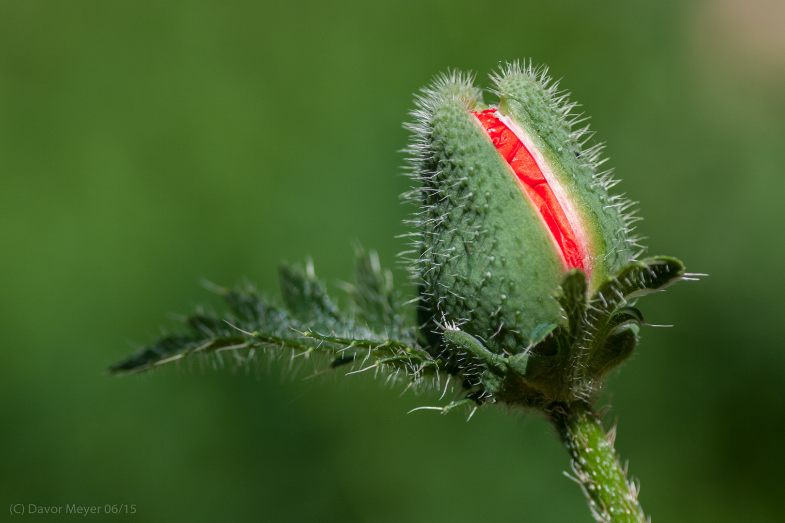 Natur pur