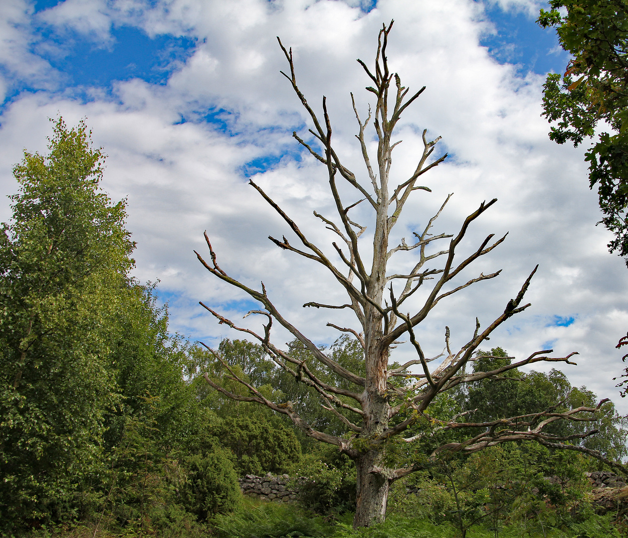 Natur pur