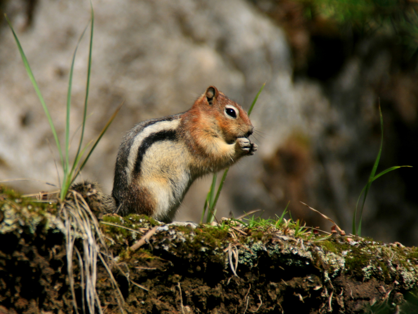 Natur pur