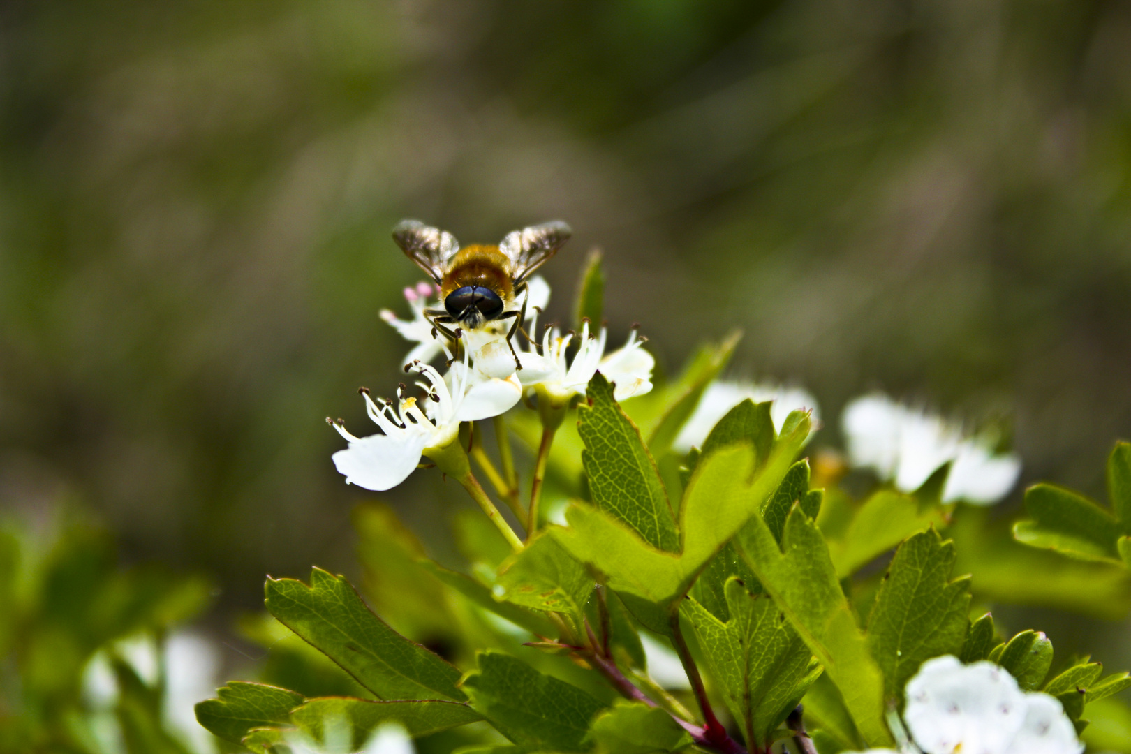 Natur pur