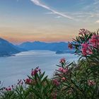 Natur pur - am Comer See