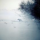 Natur pur am Greifensee