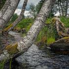 Natur pur - am Industriesteig